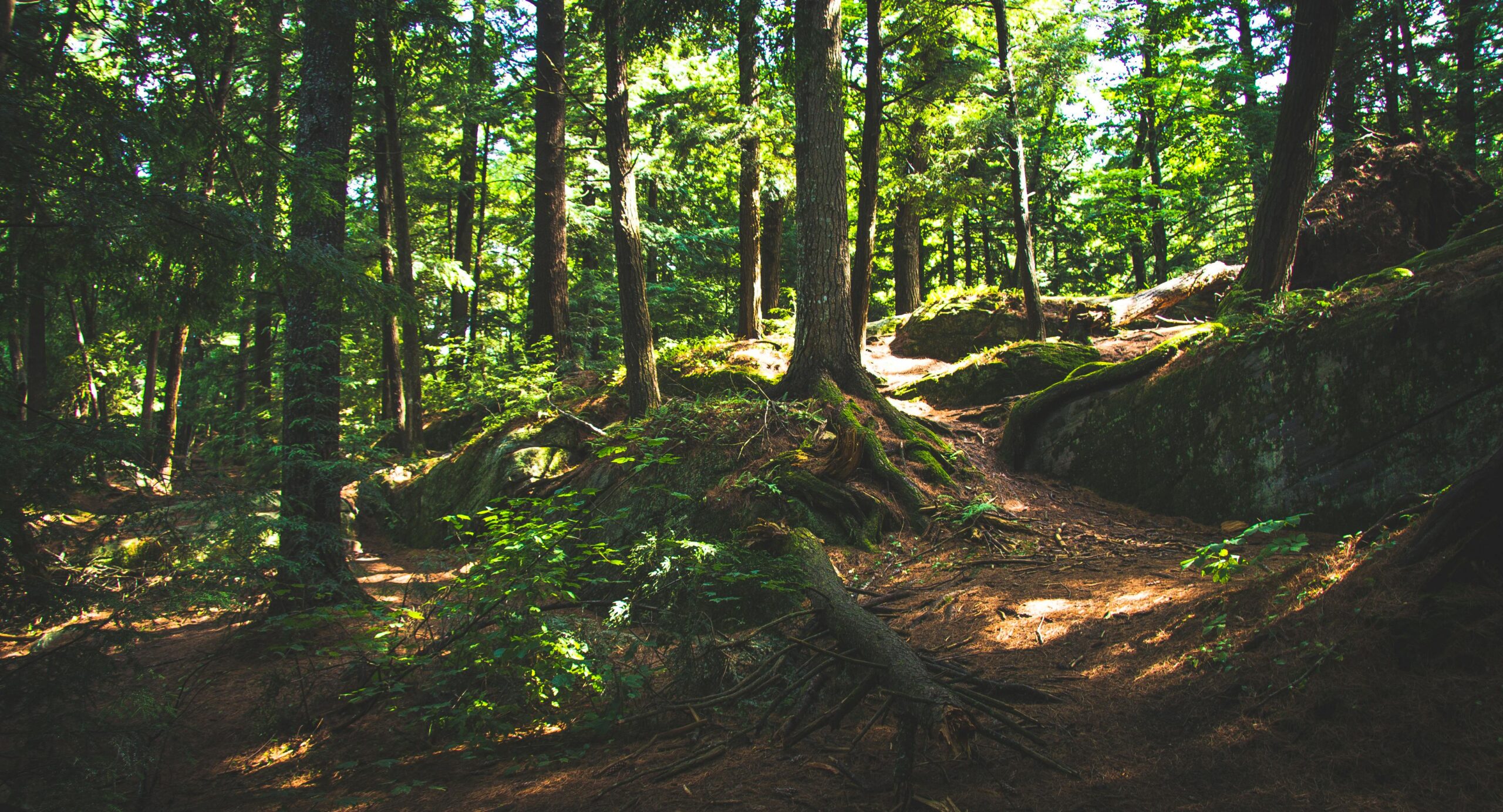 Update on the EU Deforestation Regulation (EUDR) – Transition period