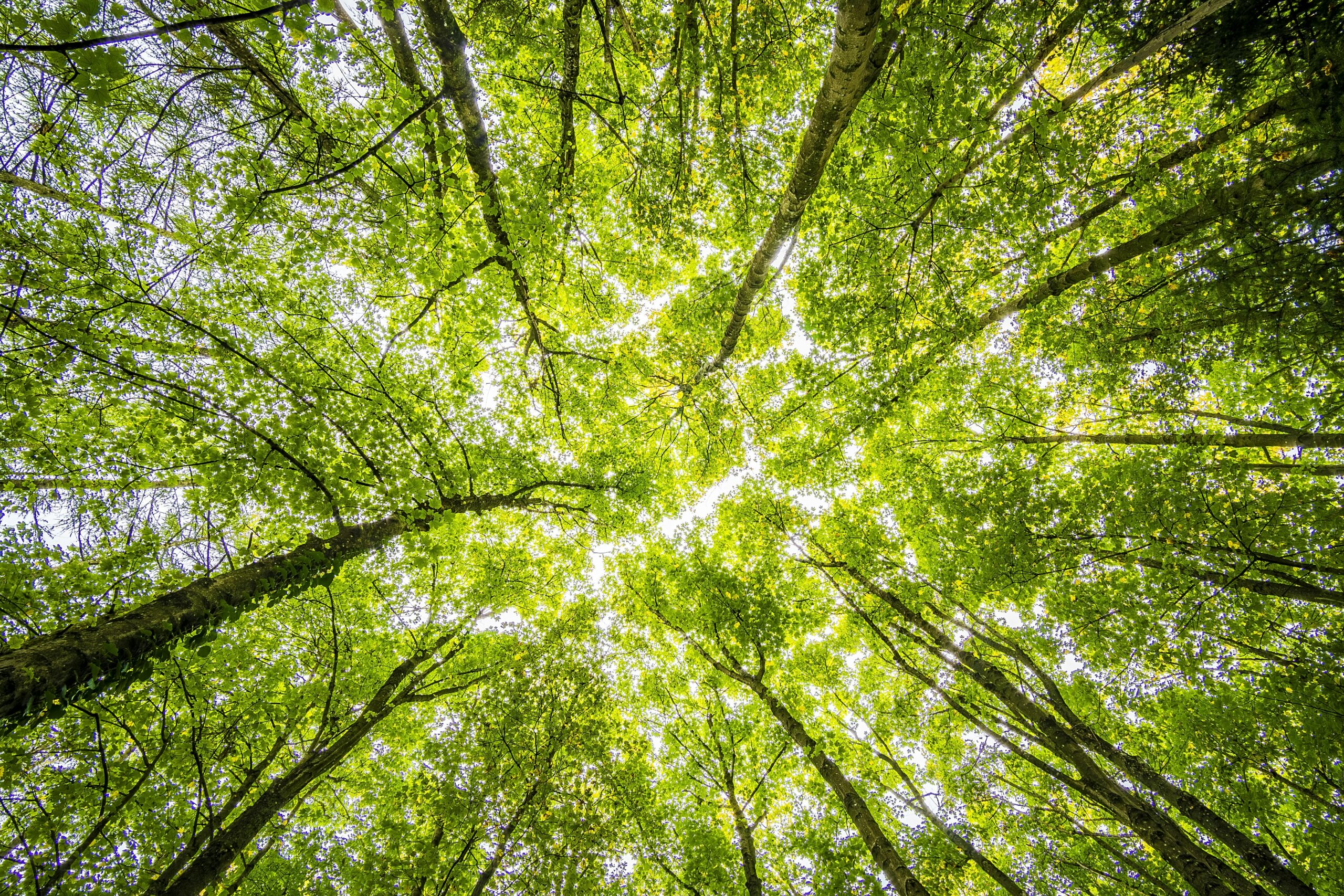 Update on the EU Deforestation Regulation (EUDR) – clarification of traceability and due diligence