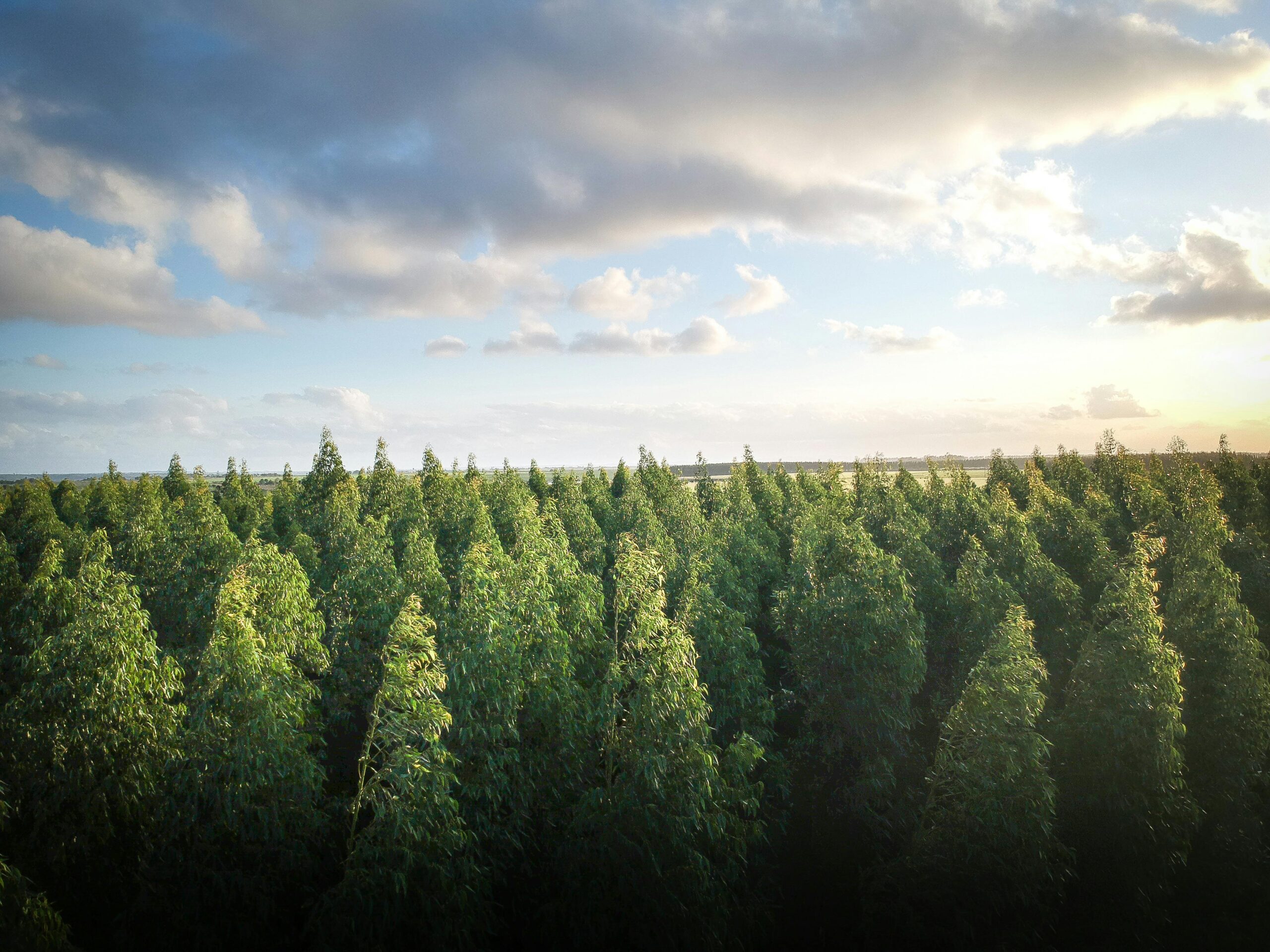 Update on the EU Deforestation Regulation (EUDR) – New perspectives on “Subjects of obligations”