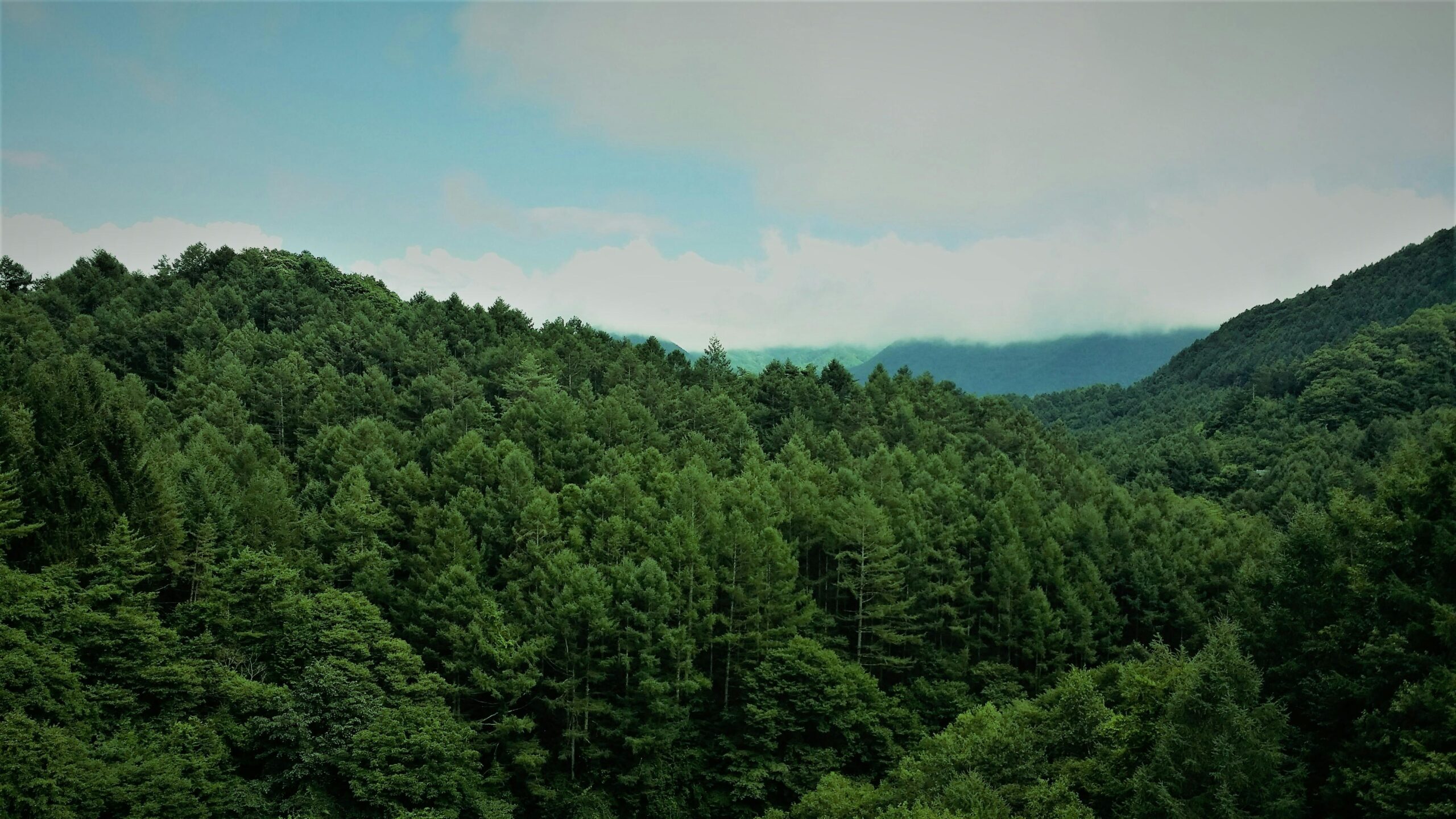 Update on the EU Deforestation Regulation (EUDR) – Penalties