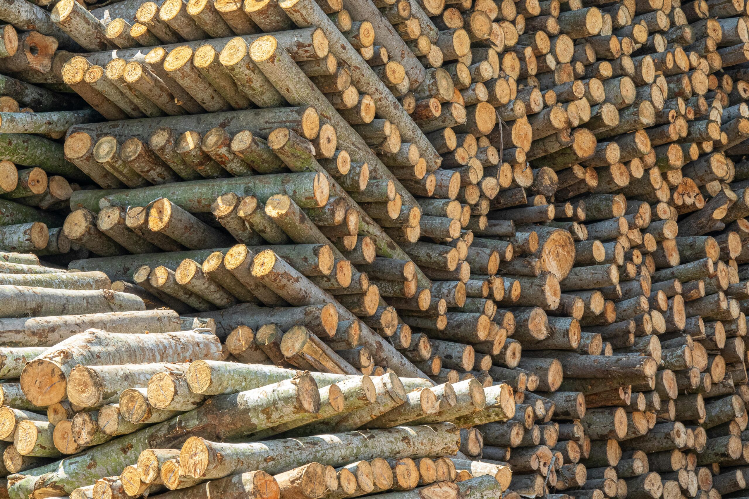 EUDR update in the building material industry